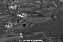 Indian mackerel (Rastrelliger kanagurta)
NIKON D7000 in ... by Thomas Bannenberg 